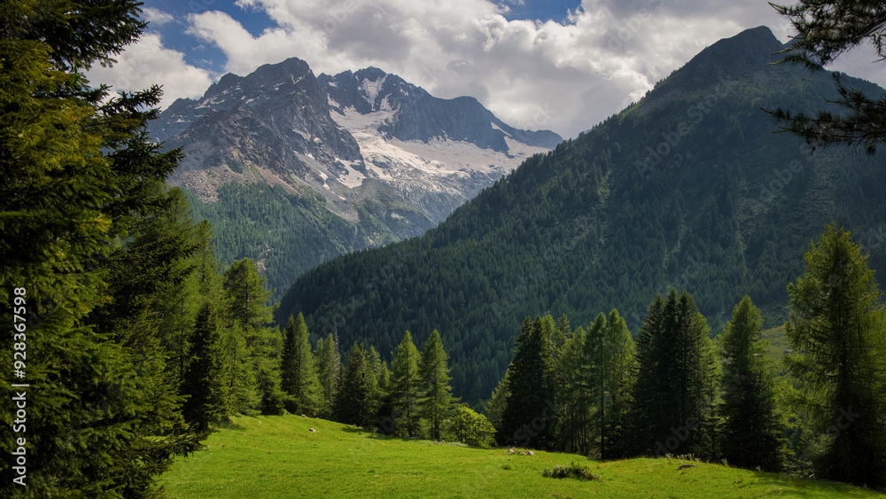 Fototapeta premium Radura nel bosco di alta montagna, Valmalenco, Italy