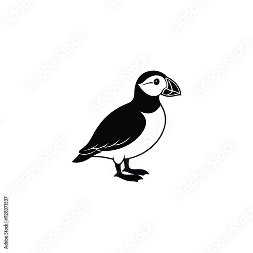Atlantic Puffin or Common Puffin illustration