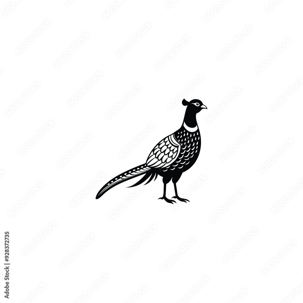 Pheasant isolated on a white background Pheasant isolated on a white background