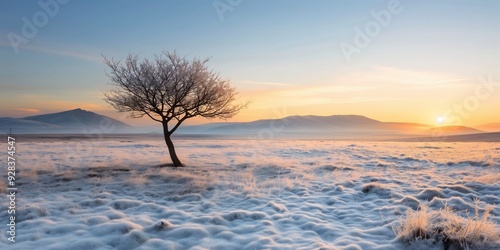 Winter's Embrace: A lone tree stands sentinel in a frosty expanse, bathed in the golden glow of sunrise as winter's chill blankets the landscape. 