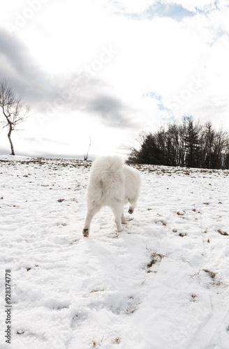 Samoyedo en un paisaje nevado 
