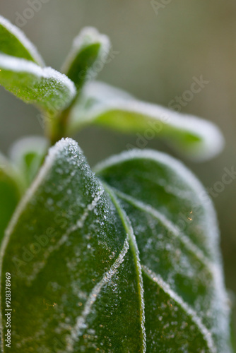 brina su foglia invernale photo