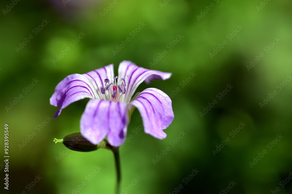 Fototapeta premium Lila Blüte eines Storchenschnabels