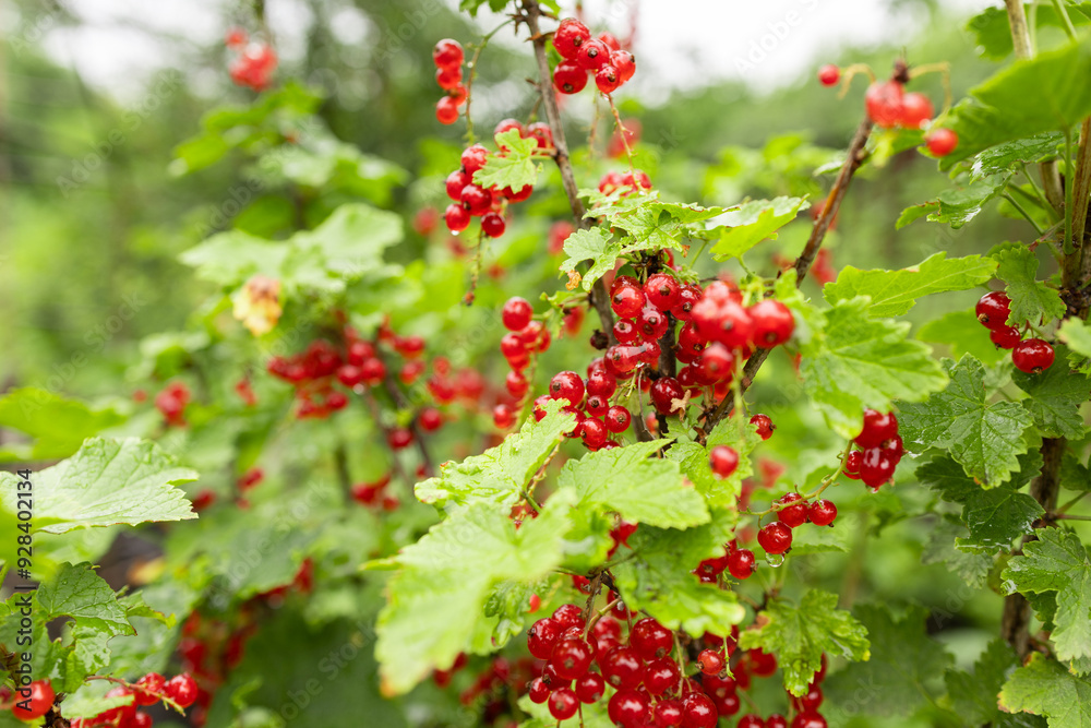 branch of ripe red currant in a garden on green background after rain branch of ripe red currant in a garden on green background after rain