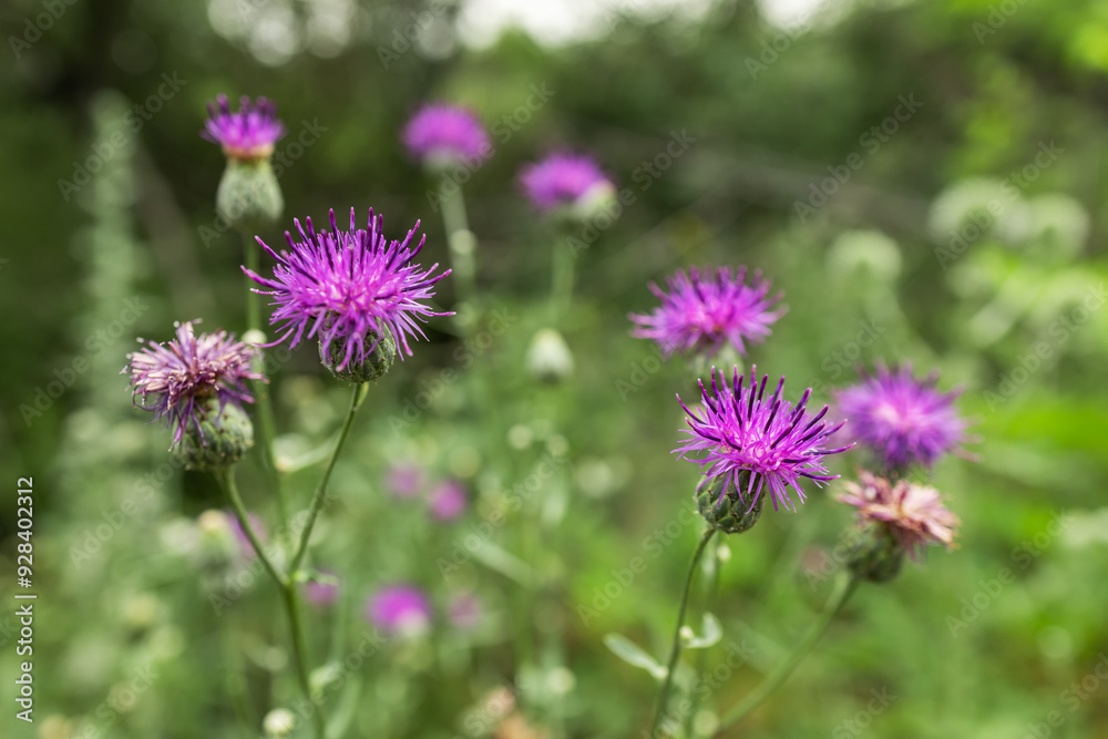 Fototapeta premium Centaurea scabiosa subsp. apiculata, Centaurea apiculata, Compositae. Wild plant shot in summer.
