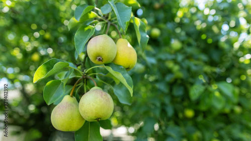 Ripe pears on branch with green leaves in garden