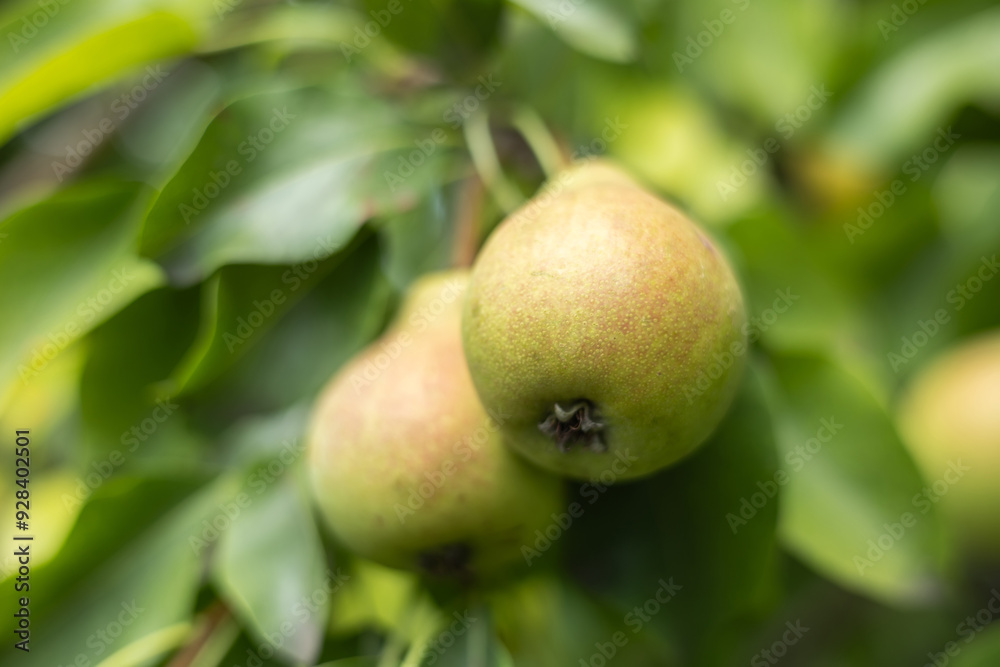 pears growing on a pear tree. pear garden selective focus. pears growing on a pear tree. pear garden selective focus.