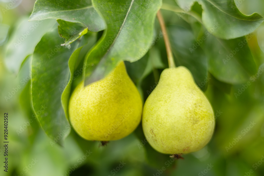 pears growing on a pear tree. pear garden selective focus. pears growing on a pear tree. pear garden selective focus.