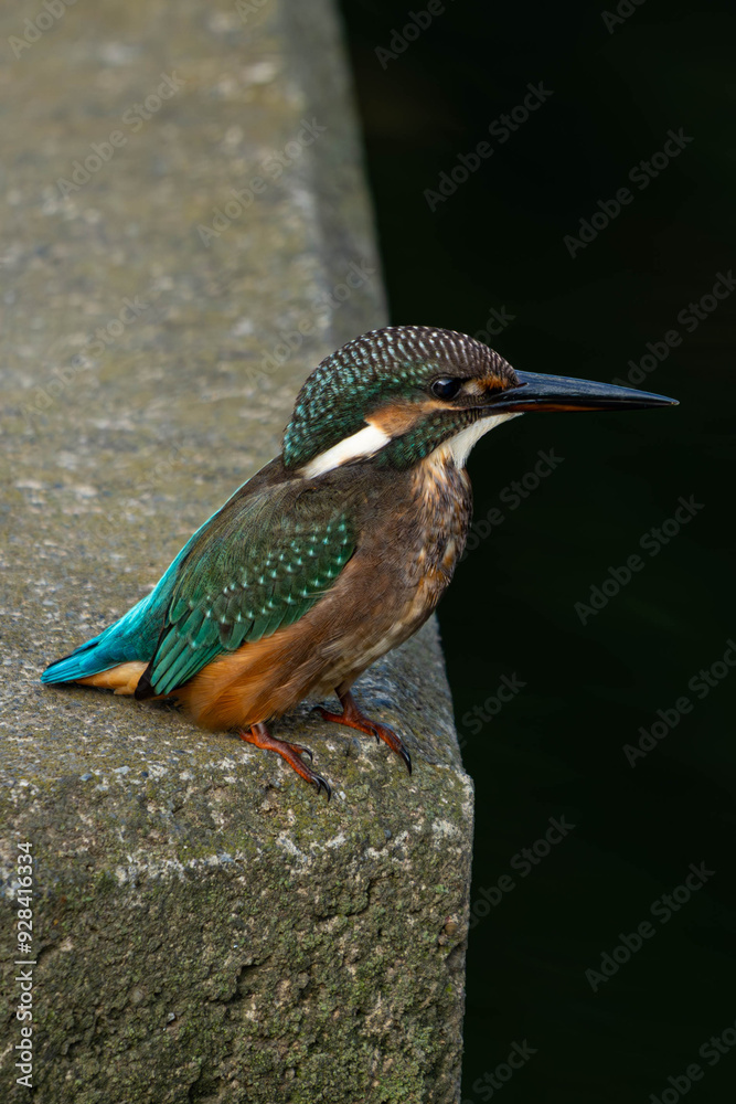 Obraz premium 青いカワセミ