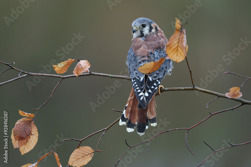 An American Kestrel perched on a branch in autumn
 photo