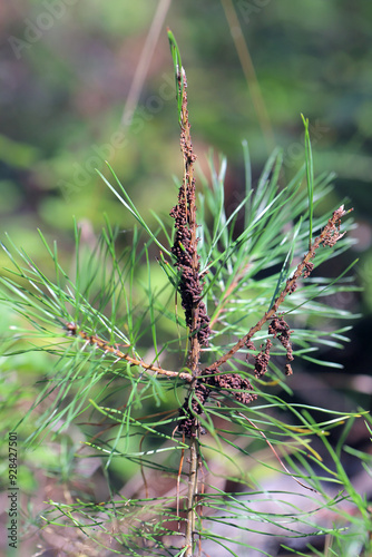 Pine sawflie (Acantholyda hieroglyphica). A pine seedling damaged by the larvae of this grape forest pest. photo