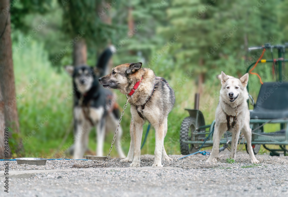 Sled dogs at Denali National Park and Preserve. Alaska. Sled dogs at Denali National Park and Preserve. Alaska.