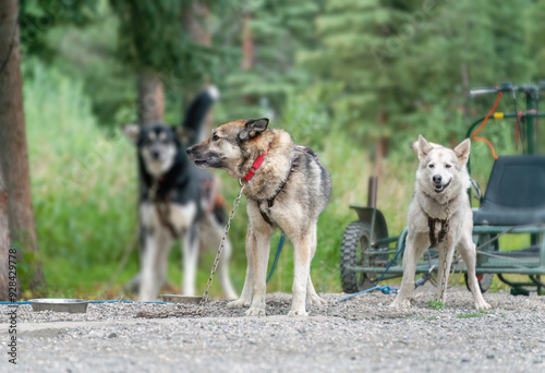Photography Sled dogs at Denali National Park and Preserve. Alaska.