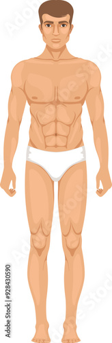 Male body figure front view. Man in underwear