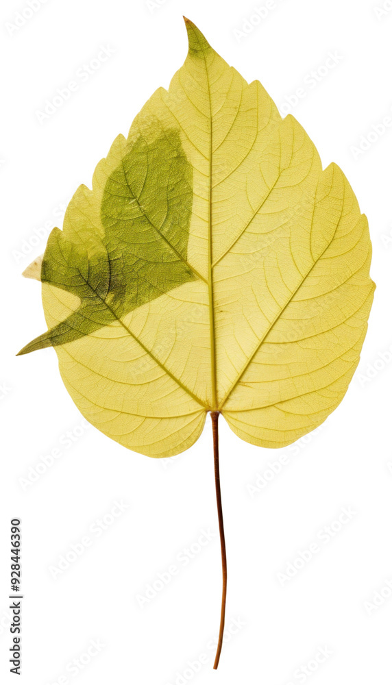 Fototapeta premium PNG Pressed a green lemon leaf plant tree sycamore.