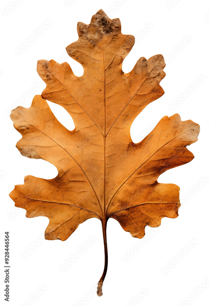 PNG Plant leaf tree fragility. PNG Plant leaf tree fragility.