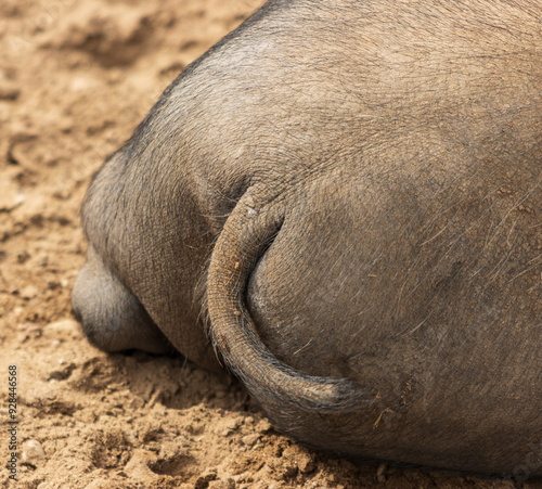 black pig tail as background. photo