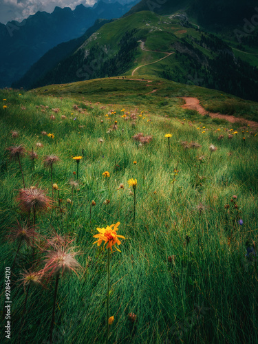 Vertical photo vertical photo of an alpine meadow full of colorful flowers photo