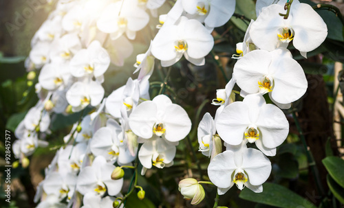 White orchid from tropical garden with vintage warm light, spring season concept, flower garden