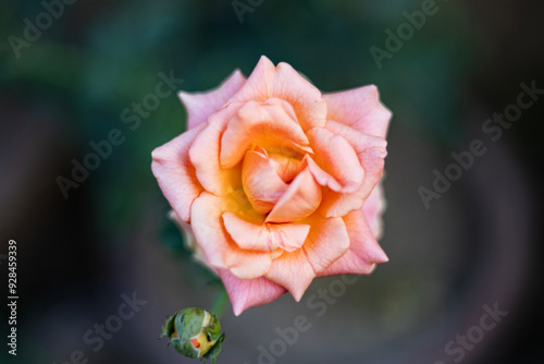 Orange Rose Flower photo