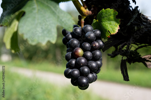 rich fruit harvest in the Wachau Austria