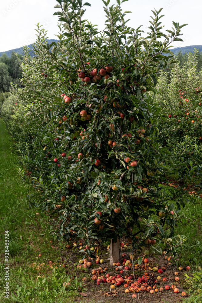 rich fruit harvest in the Wachau Austria rich fruit harvest in the Wachau Austria