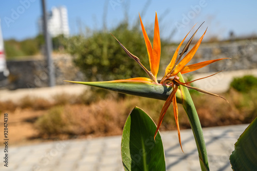 Strelitzia reginae / Crane flower / Bird of paradise