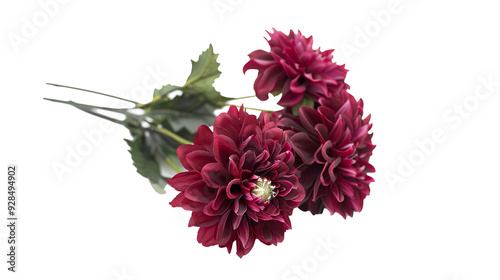 Bunch of burgundy flowers isolated on transparent background, PNG photo