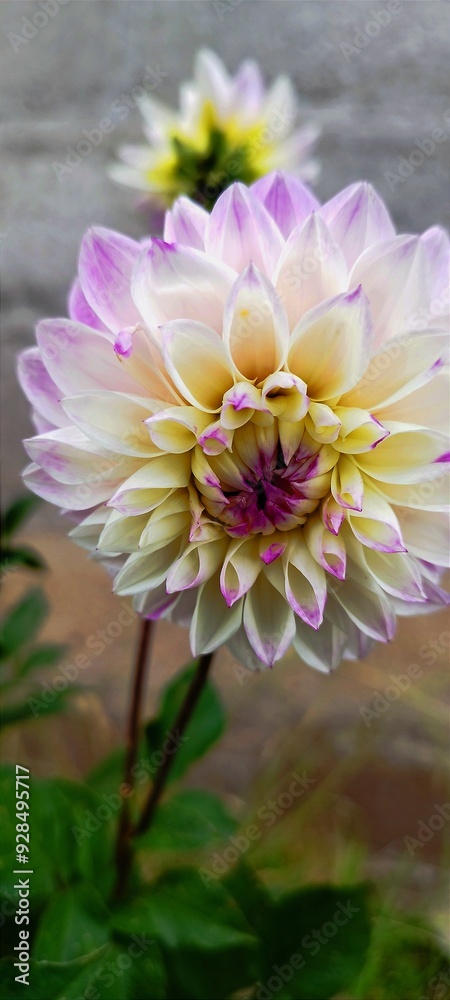 Obraz premium flor, rosa, naturaleza, dahlia, retrato, morada, huerta, beldad, flora, florecer, macro, flor, florecer, blanco, verano, chrysanthemum, pétalo, aislada, hermoso, floral, primavera.