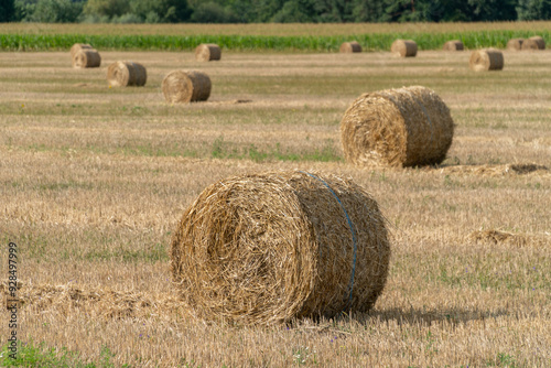 Strapped hay compressed in the cylindrical bale in a farm field.