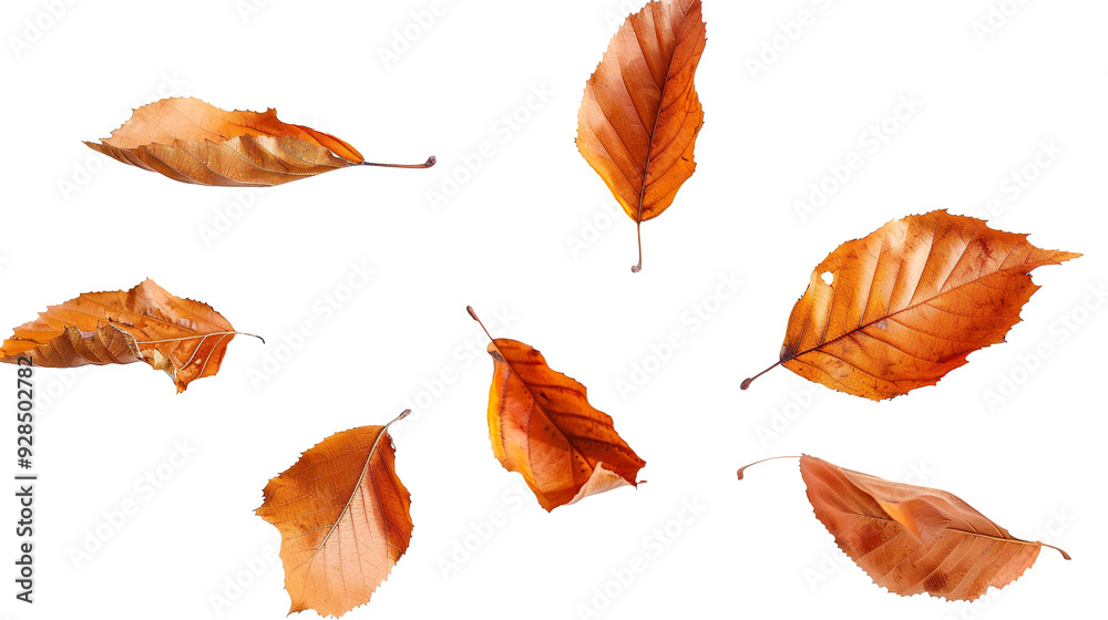 Obraz premium Dry leaves lying isolated on transparent background, PNG