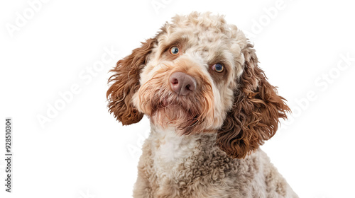 Lagotto Romagnolo dog isolated on transparent background, PNG photo