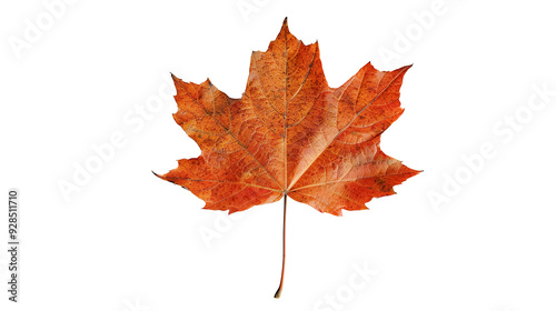 Maple leaf isolated on transparent background, PNG