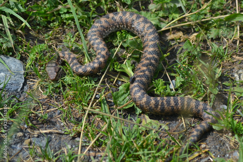 Obraz premium Serpent