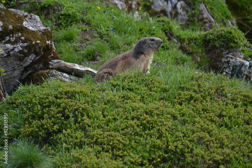 Marmotte sauvage rencontré lors d'une randonnée dans le beaufortain photo