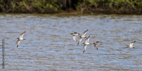 bécasseau sanderling - Calidris alba - limicoles - Scolopacidae 