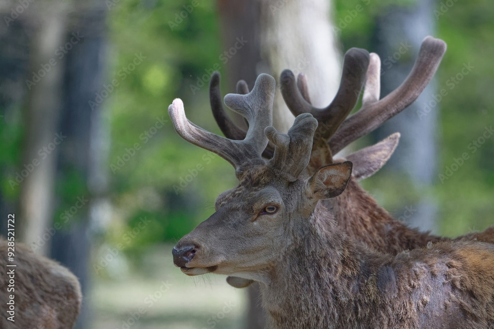 cerf - cervus elaphus
cerf - cervus elaphus