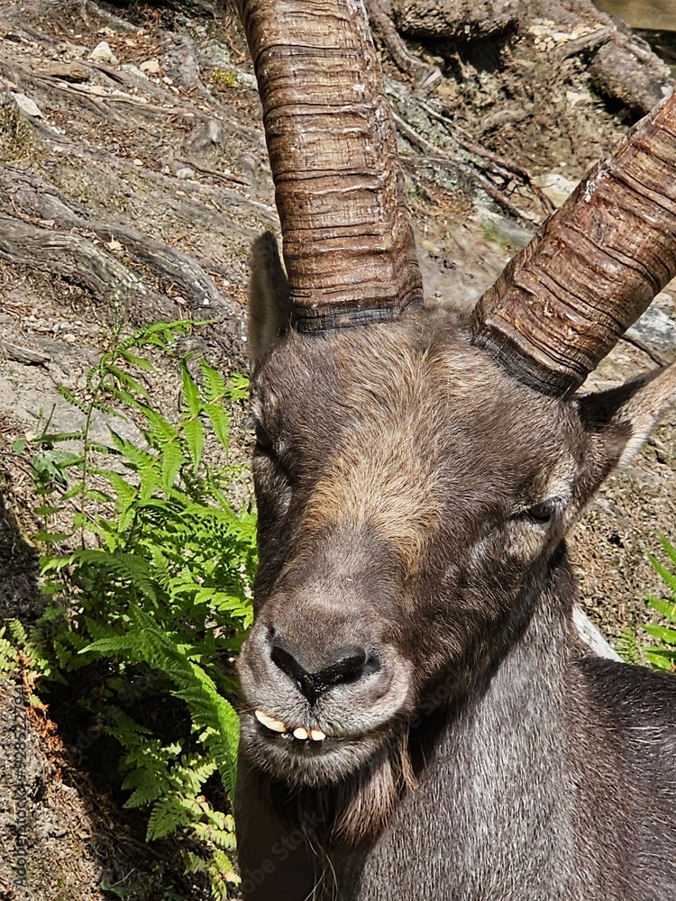 Steinbock Portrait