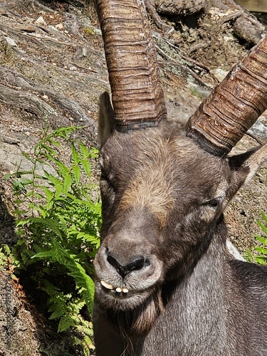 Steinbock Portrait
