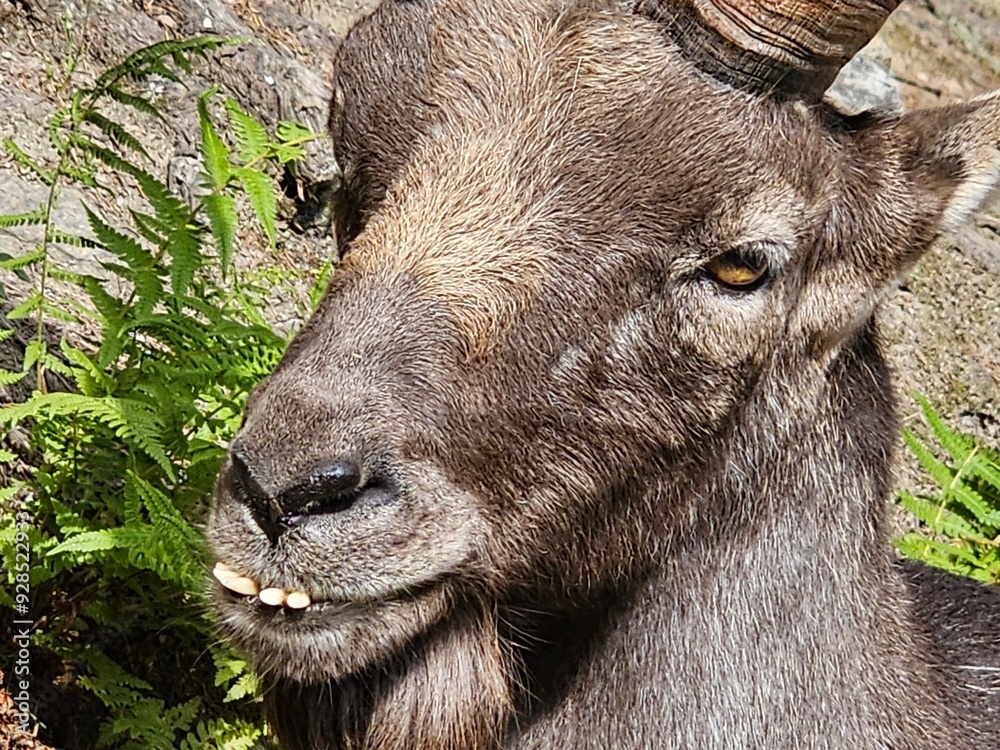 Steinbock Portrait