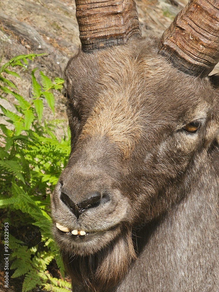 Steinbock Portrait