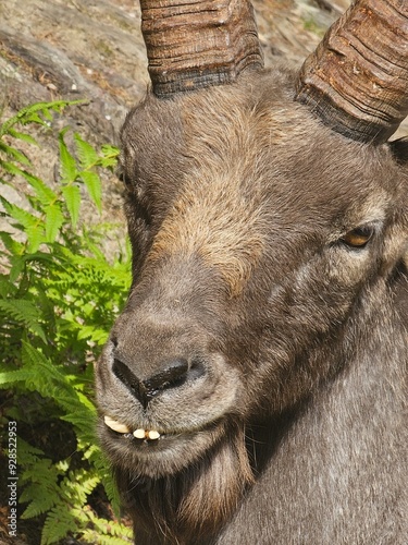 Obraz na płótnie Steinbock Portrait w salonie