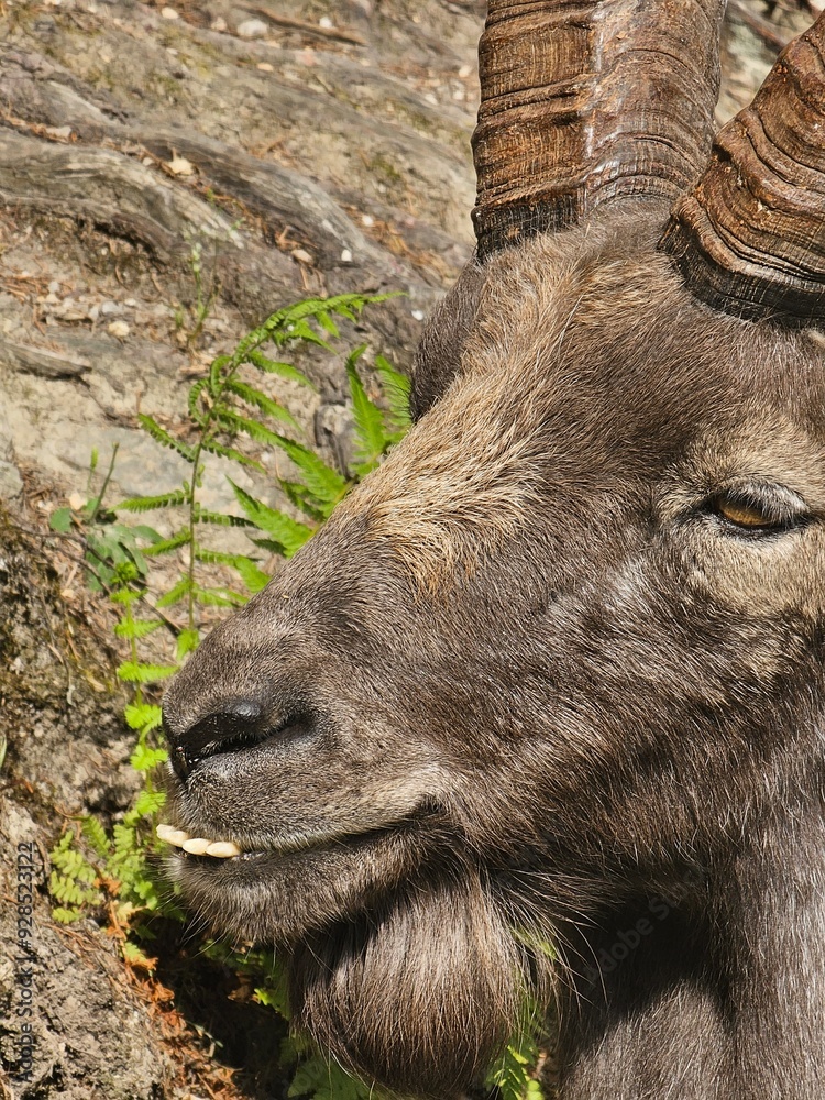 Steinbock Portrait