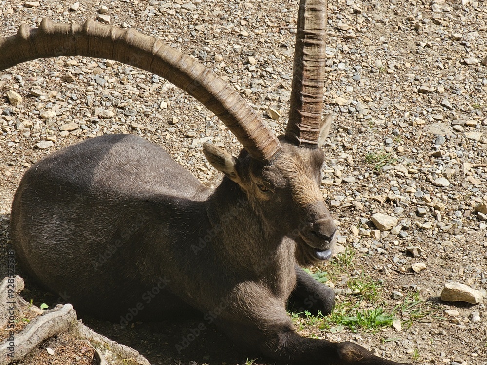 Steinbock Portrait