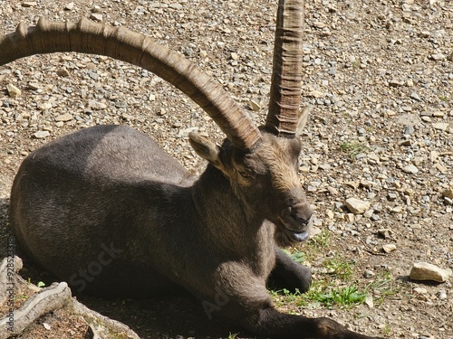 Steinbock Portrait