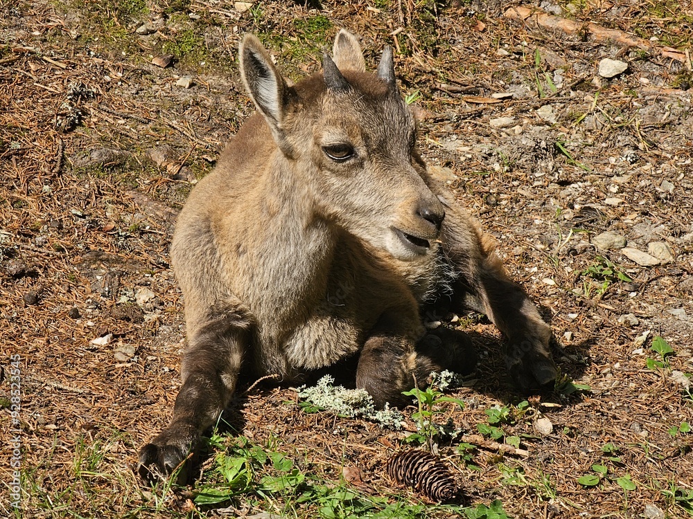 Steinbock Portrait