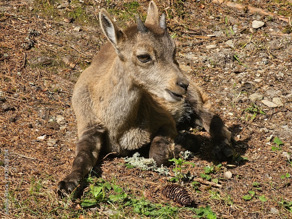 Steinbock Portrait