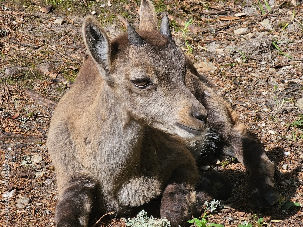 Steinbock Portrait