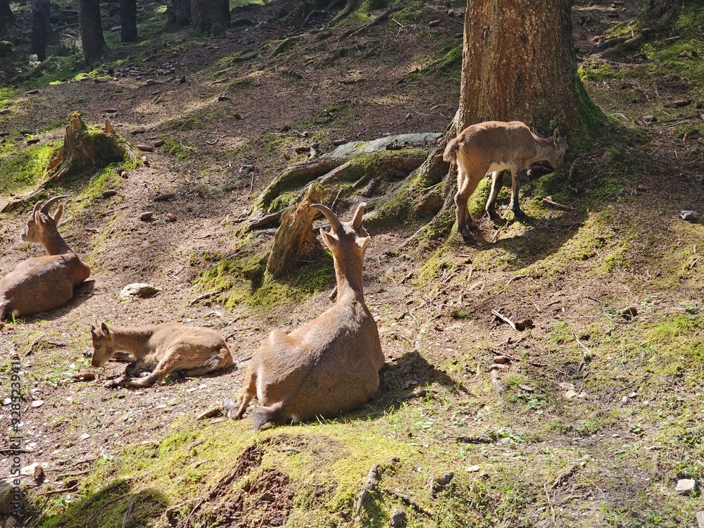 Steinbock Portrait
