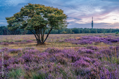 Landscape of dutch nature reserve Bussumerheide nearby the city of Hilversum with blooming heather fields by sunset photo